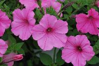 Supertunia® Petunia Vista Bubblegum® -- From Proven Winners® Spring Trials 2016, a Supertunia® variety with delicious, true-pink flowers.  .  Mounding, dense habit with prolific flowering that will overflow the container over time.