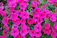 Supertunia® Petunia Vista Fuchsia Improved -- From Proven Winners® Spring Trials 2016, a Supertunia® variety which is the very best petunia for the landscape.  Larger and more vigorous than Vista Bubblegum®.  Glowing fuchsia flowers blanket the wide-spreading foliage from spring into fall with no deadheading.  Excellent heat and humidity tolerance.  Grow in a 4.25 Grande™ and 1.0 Royale™ containers, hanging baskets, in a combination with other high vigor varieties, or as a mass planting in the landscape. Height: 12-24 inches.  Spread: 24-48 Inches.  Full Sun.  Vigor 4.  'BHTUN65301'.  USPPAF.  CanPBRAF