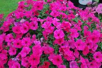 Supertunia® Petunia Vista Fuchsia Improved -- From Proven Winners® Spring Trials 2016, a Supertunia® variety which is the very best petunia for the landscape.  Larger and more vigorous than Vista Bubblegum®.  Glowing fuchsia flowers blanket the wide-spreading foliage from spring into fall with no deadheading.  Excellent heat and humidity tolerance.  Grow in a 4.25 Grande™ and 1.0 Royale™ containers, hanging baskets, in a combination with other high vigor varieties, or as a mass planting in the landscape. Height: 12-24 inches.  Spread: 24-48 Inches.  Full Sun.  Vigor 4.  'BHTUN65301'.  USPPAF.  CanPBRAF