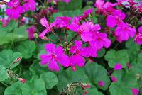 Timeless® Pelargonium Lavender Improved -- From Proven Winners® Spring Trials 2016, a variety with improved lavender pink flowers with all-summer coverage.  Interspecific cross between ivy and zonal geraniums; displays more ivy traits. Excellent heat and humidity tolerance.  Grow in a 4.25 Grande™ containers, monoculture or in a combination with other medium vigor varieties. Height: 12-18 inches.  Spread: 14-20 Inches.  Full Sun.  Vigor 2.  USPPAF.  CanPBRAF