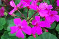 Timeless® Pelargonium Lavender Improved -- From Proven Winners® Spring Trials 2016, a variety with improved lavender pink flowers with all-summer coverage.  Interspecific cross between ivy and zonal geraniums; displays more ivy traits. Excellent heat and humidity tolerance.  Grow in a 4.25 Grande™ containers, monoculture or in a combination with other medium vigor varieties. Height: 12-18 inches.  Spread: 14-20 Inches.  Full Sun.  Vigor 2.  USPPAF.  CanPBRAF