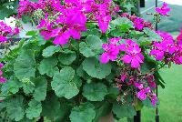 Timeless® Pelargonium Lavender Improved -- From Proven Winners® Spring Trials 2016, a variety with improved lavender pink flowers with all-summer coverage.  Interspecific cross between ivy and zonal geraniums; displays more ivy traits. Excellent heat and humidity tolerance.  Grow in a 4.25 Grande™ containers, monoculture or in a combination with other medium vigor varieties. Height: 12-18 inches.  Spread: 14-20 Inches.  Full Sun.  Vigor 2.  USPPAF.  CanPBRAF