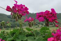 Timeless® Pelargonium Lavender Improved -- From Proven Winners® Spring Trials 2016, a variety with improved lavender pink flowers with all-summer coverage.  Interspecific cross between ivy and zonal geraniums; displays more ivy traits. Excellent heat and humidity tolerance.  Grow in a 4.25 Grande™ containers, monoculture or in a combination with other medium vigor varieties. Height: 12-18 inches.  Spread: 14-20 Inches.  Full Sun.  Vigor 2.  USPPAF.  CanPBRAF