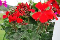 Timeless® Pelargonium Orange -- From Proven Winners® Spring Trials 2016, a variety with orange flowers with all-summer coverage. Excellent heat and humidity tolerance.  Grow in a 4.25 Grande™ containers, monoculture or in a combination with other medium vigor varieties. Height: 12-18 inches.  Spread: 14-20 Inches.  Full Sun.  Vigor 2.  USPPAF.  CanPBRAF