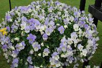 Anytime® Pansiola Viola x wittrockiana Quartz Improved -- From Proven Winners® Spring Trials 2016, a  variety with sunfast silvery blue and yellow blooms.  Excellent heat and humidity tolerance, blooming all summer in most climates.  Winter flowering annual for sunbelt states.  Vigorous, trailing habit. Grow in a 4.25 Grande™ and 1.0 Royale™ containers, hanging baskets, in a combination with other high vigor varieties. Height: 6-10 inches.  Spread: 12-18 Inches.  Full Sun.  Vigor 2.