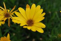 Bright Lights™ Osteospermum Yellow -- From Proven Winners® Spring Trials 2016, a cold-tolerant variety that is also more heat tolerant than typical osteospermum. Stays in color all summer without deadheading. Winter flowering annual for sunbelt states.  Large, bright yellow, daisy-like flowers.   Grow in a 4.25 Grande™ containers, monoculture or in a combination with other medium vigor varieties. Height: 8-12 inches.  Spread: 8-12 Inches.  Full Sun.  Vigor 2.  'INOSTYELLOW', USPPAF.  CanPBRAF.