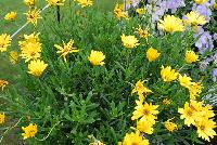 Bright Lights™ Osteospermum Yellow -- From Proven Winners® Spring Trials 2016, a cold-tolerant variety that is also more heat tolerant than typical osteospermum. Stays in color all summer without deadheading. Winter flowering annual for sunbelt states.  Large, bright yellow, daisy-like flowers.   Grow in a 4.25 Grande™ containers, monoculture or in a combination with other medium vigor varieties. Height: 8-12 inches.  Spread: 8-12 Inches.  Full Sun.  Vigor 2.  'INOSTYELLOW', USPPAF.  CanPBRAF.