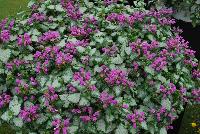  Lamium Purple Chablis™ -- From Proven Winners® Spring Trials 2016, a companion to 'Pink Chablis' but with plentiful, vibrant purple flowers.  Silvery-green foliage makes an attractive spiller in combinations.  Heat tolerant. Grow in a 4.25 Grande™ containers, monoculture hanging baskets, or in a combination with other medium vigor varieties or as a good ground cover. Height: 8-12 inches.  Spread: 14-20 Inches.  Full Sun to Shade.  Vigor 3. USPPAF.  CanPBRAF.