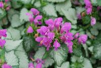  Lamium Purple Chablis™ -- From Proven Winners® Spring Trials 2016, a companion to 'Pink Chablis' but with plentiful, vibrant purple flowers.  Silvery-green foliage makes an attractive spiller in combinations.  Heat tolerant. Grow in a 4.25 Grande™ containers, monoculture hanging baskets, or in a combination with other medium vigor varieties or as a good ground cover. Height: 8-12 inches.  Spread: 14-20 Inches.  Full Sun to Shade.  Vigor 3. USPPAF.  CanPBRAF.