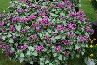  Lamium Purple Chablis™ -- From Proven Winners® Spring Trials 2016, a companion to 'Pink Chablis' but with plentiful, vibrant purple flowers.  Silvery-green foliage makes an attractive spiller in combinations.  Heat tolerant. Grow in a 4.25 Grande™ containers, monoculture hanging baskets, or in a combination with other medium vigor varieties or as a good ground cover. Height: 8-12 inches.  Spread: 14-20 Inches.  Full Sun to Shade.  Vigor 3. USPPAF.  CanPBRAF.