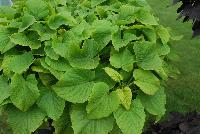  Ipomoea batatas Sweet Caroline Bewitched Green with Envy™ -- From Proven Winners® Spring Trials 2016, a lime-green color expansion to this popular Bewitched Ipomoea Collection.  Provides interesting foliage texture in combinations, with excellent heat tolerance and vigor. Grow in 4.25 Grande™ containers, monocultures, in a combination with other vigorous varieties or as a ground cover. Height: 10-16 inches.  Spread: 18-30 Inches.  Full Sun to Part Shade.  Vigor 3. USPPAF.  CanPBRAF.