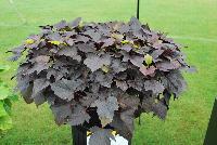  Ipomoea batatas Sweet Caroline Bewitched After Midnight™ -- From Proven Winners® Spring Trials 2016, a repalcement for Sweet Caroline Bewitched.  Well-matched to 'Bewitched Green with Envy' in size and use.  Easier production and in combinations.  Excellent heat tolerance and vigor. Grow in 4.25 Grande™ containers, monocultures, in a combination with other vigorous varieties or as a ground cover. Height: 10-16 inches.  Spread: 18-30 Inches.  Full Sun to Part Shade.  Vigor 3. USPPAF.  CanPBRAF.