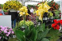 Toucan™ Canna Yellow -- From Proven Winners® Spring Trials 2016, Virus-free, free-flowing thriller for containers and landscapes.   Brilliant yellow flowers with bold, green foliage.  Heat tolerant and disease resistant.  Grow in 4.25 Grande™ and 1.0 Royale™containers, monocultures, or in combination with other high-vigor varieties or as a landscape thriller. Height: 48 inches.  Spread: 18-24 Inches.  Full Sun.  Vigor 4.