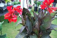 Toucan™ Canna Scarlet -- From Proven Winners® Spring Trials 2016, Virus-free, free-flowing thriller for containers and landscapes.   Scarlet red flowers with bold, bronze foliage.  Heat tolerant and disease resistant.  Grow in 4.25 Grande™ and 1.0 Royale™containers, monocultures, or in combination with other high-vigor varieties or as a landscape thriller. Height: 48 inches.  Spread: 18-24 Inches.  Full Sun.  Vigor 4.
