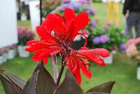 Toucan™ Canna Scarlet -- From Proven Winners® Spring Trials 2016, Virus-free, free-flowing thriller for containers and landscapes.   Scarlet red flowers with bold, bronze foliage.  Heat tolerant and disease resistant.  Grow in 4.25 Grande™ and 1.0 Royale™containers, monocultures, or in combination with other high-vigor varieties or as a landscape thriller. Height: 48 inches.  Spread: 18-24 Inches.  Full Sun.  Vigor 4.