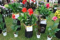 Toucan™ Canna  -- From Proven Winners® Spring Trials 2016, Virus-free, free-flowing thriller for containers and landscapes.   Vibrant colors from coral-pink to scarlet-red to orange and yellow with bold foliage.  Heat tolerant and disease resistant.  Grow in 4.25 Grande™ and 1.0 Royale™containers, monocultures, or in combination with other high-vigor varieties or as a landscape thriller. Height: 48 inches.  Spread: 18-24 Inches.  Full Sun.  Vigor 4.
