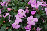 Infinity® New Guinea Impatiens Lavender Improved -- From Proven Winners® Spring Trials 2016, Overall improvement, well-matched with others in the Infinity® ollection.  Large, lavender flowers all season without deadheading.  Improved vigor, excellent garden performance.  Grow in 4.25 Grande™ containers, monocultures, or in combination with other medium-vigor varieties. Height: 10-14 inches.  Spread: 8-12 Inches. Part Shade to Shade.  Vigor 1.  USPPAF.  CanPBRAF.