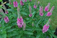 Magic Show® Veronica Pink Potion -- From Proven Winners® Spring Trials 2016: Replaces 'Sweet Lullaby' this year.  Improved vigor and flowering.  Baby pink flowers cover top half of plant in early summer to mid-summer.  Deep green foliage forms a low, wide mound.  Good match to 'Enchanted Indigo'.  Zones 4-9.  Height: 14-16 inches.  Spread: 18-22 Inches. Full Sun to Part Shade.