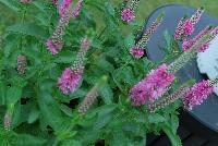 Magic Show® Veronica Pink Potion -- From Proven Winners® Spring Trials 2016: Replaces 'Sweet Lullaby' this year.  Improved vigor and flowering.  Baby pink flowers cover top half of plant in early summer to mid-summer.  Deep green foliage forms a low, wide mound.  Good match to 'Enchanted Indigo'.  Zones 4-9.  Height: 14-16 inches.  Spread: 18-22 Inches. Full Sun to Part Shade.