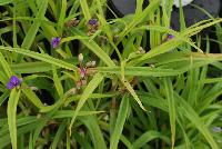  Tradescantia Charlotte's Web -- From Proven Winners® Spring Trials 2016: Chartreuse foliage brightens to gold. Did not burn in full sun in Michigan trials.  Upright, mounded habit.  Soft-blue flowers from early summer through late summer. Zones 3-9.  Height: 16-18 inches.  Spread: 24-28 Inches. Full Sun to Full Shade.  USPPAF.  CanPBRAF.