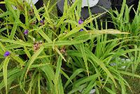  Tradescantia Charlotte's Web -- From Proven Winners® Spring Trials 2016: Chartreuse foliage brightens to gold. Did not burn in full sun in Michigan trials.  Upright, mounded habit.  Soft-blue flowers from early summer through late summer. Zones 3-9.  Height: 16-18 inches.  Spread: 24-28 Inches. Full Sun to Full Shade.  USPPAF.  CanPBRAF.