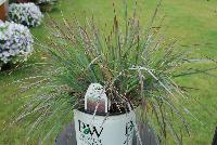 Prairie Winds® Schizachyrium scoparium Blue Paradise -- From Proven Winners® Spring Trials 2016: Remains upright through the fall months.  Striking silvery blue stems in summer.  Deep wine purple foliage in fall.  Tan seed heads in early fall.. Zones 3-9.  Height: 36 – 42 inches.  Spread: 24 Inches. Full Sun.  USPPAF.  CanPBRAF.