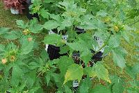 Summerific® Hibiscus Ballet Slippers -- From Proven Winners® Spring Trials 2016: Large, 7-inch, ruffled white flowers with pink kissed petals and red eye.  Extremely high bud count; long blooming from midsummer into early fall.  Broad, glossy, dark green leaves.  Compact, perfectly rounded habit.  Zones 4-9.  Height: 48 inches.  Spread: 54-60 Inches. Full Sun to Part Shade.  USPPAF.  CanPBRAF.