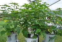 Summerific® Hibiscus Ballet Slippers -- From Proven Winners® Spring Trials 2016: Large, 7-inch, ruffled white flowers with pink kissed petals and red eye.  Extremely high bud count; long blooming from midsummer into early fall.  Broad, glossy, dark green leaves.  Compact, perfectly rounded habit.  Zones 4-9.  Height: 48 inches.  Spread: 54-60 Inches. Full Sun to Part Shade.  USPPAF.  CanPBRAF.