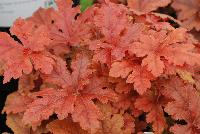 Fun and Games® Heucherella villosa hybrid Hopscotch -- From Proven Winners® Spring Trials 2016: Bronze-red, lobed leaves with dark red center. Brightest foliage coloration in spring.  Mellows to a deep green blend in summer.   H. villosa hybrid; naturally vigorous with good heat and humidity tolerance.  Cream flowers in late spring.  Zones 4-9.  Height: 10-20 inches.  Spread: 20-24 Inches. Part Sun to Full Shade.  USPPAF.  CanPBRAF.