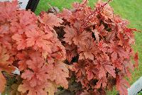 Fun and Games® Heucherella villosa hybrid Hopscotch -- From Proven Winners® Spring Trials 2016: Bronze-red, lobed leaves with dark red center. Brightest foliage coloration in spring.  Mellows to a deep green blend in summer.   H. villosa hybrid; naturally vigorous with good heat and humidity tolerance.  Cream flowers in late spring.  Zones 4-9.  Height: 10-20 inches.  Spread: 20-24 Inches. Part Sun to Full Shade.  USPPAF.  CanPBRAF.