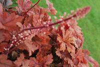 Fun and Games® Heucherella villosa hybrid Hopscotch -- From Proven Winners® Spring Trials 2016: Bronze-red, lobed leaves with dark red center. Brightest foliage coloration in spring.  Mellows to a deep green blend in summer.   H. villosa hybrid; naturally vigorous with good heat and humidity tolerance.  Cream flowers in late spring.  Zones 4-9.  Height: 10-20 inches.  Spread: 20-24 Inches. Part Sun to Full Shade.  USPPAF.  CanPBRAF.