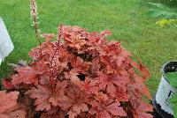 Fun and Games® Heucherella villosa hybrid Hopscotch -- From Proven Winners® Spring Trials 2016: Bronze-red, lobed leaves with dark red center. Brightest foliage coloration in spring.  Mellows to a deep green blend in summer.   H. villosa hybrid; naturally vigorous with good heat and humidity tolerance.  Cream flowers in late spring.  Zones 4-9.  Height: 10-20 inches.  Spread: 20-24 Inches. Part Sun to Full Shade.  USPPAF.  CanPBRAF.