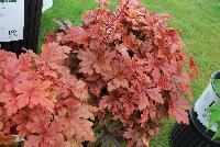 Fun and Games® Heucherella villosa hybrid Hopscotch -- From Proven Winners® Spring Trials 2016: Bronze-red, lobed leaves with dark red center. Brightest foliage coloration in spring.  Mellows to a deep green blend in summer.   H. villosa hybrid; naturally vigorous with good heat and humidity tolerance.  Cream flowers in late spring.  Zones 4-9.  Height: 10-20 inches.  Spread: 20-24 Inches. Part Sun to Full Shade.  USPPAF.  CanPBRAF.