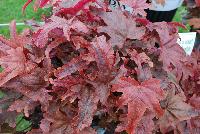 Fun and Games® Heucherella villosa hybrid Red Rover -- From Proven Winners® Spring Trials 2016: Copper-red, lobed leaves with burgundy center. Brightest foliage coloration in spring.  Mellows to a deep green blend in summer.   H. villosa hybrid; naturally vigorous with good heat and humidity tolerance.  Pink buds with creamy white flowers in late spring.  Zones 4-9.  Height: 6-34 inches.  Spread: 10-20 Inches. Part Sun to Full Shade.  USPPAF.  CanPBRAF.