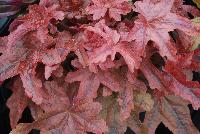 Fun and Games® Heucherella villosa hybrid Red Rover -- From Proven Winners® Spring Trials 2016: Copper-red, lobed leaves with burgundy center. Brightest foliage coloration in spring.  Mellows to a deep green blend in summer.   H. villosa hybrid; naturally vigorous with good heat and humidity tolerance.  Pink buds with creamy white flowers in late spring.  Zones 4-9.  Height: 6-34 inches.  Spread: 10-20 Inches. Part Sun to Full Shade.  USPPAF.  CanPBRAF.