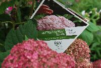 Incrediball® Hydrangea arborescens Blush -- From Proven Winners® Spring Trials 2016: Huge pink blooms that age to attractive green.  Native.  Zones 3a-9b.  Height:48-60 inches.  Spread: 48-60 Inches. Full Sun.  Sturdy Stems.  Mounded Habit. 'NCHA4'  USPPAF.  CanPBRAF.