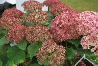 Incrediball® Hydrangea arborescens Blush -- From Proven Winners® Spring Trials 2016: Huge pink blooms that age to attractive green.  Native.  Zones 3a-9b.  Height:48-60 inches.  Spread: 48-60 Inches. Full Sun.  Sturdy Stems.  Mounded Habit. 'NCHA4'  USPPAF.  CanPBRAF.