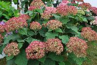 Incrediball® Hydrangea arborescens Blush -- From Proven Winners® Spring Trials 2016: Huge pink blooms that age to attractive green.  Native.  Zones 3a-9b.  Height:48-60 inches.  Spread: 48-60 Inches. Full Sun.  Sturdy Stems.  Mounded Habit. 'NCHA4'  USPPAF.  CanPBRAF.