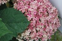 Incrediball® Hydrangea arborescens Blush -- From Proven Winners® Spring Trials 2016: Huge pink blooms that age to attractive green.  Native.  Zones 3a-9b.  Height:48-60 inches.  Spread: 48-60 Inches. Full Sun.  Sturdy Stems.  Mounded Habit. 'NCHA4'  USPPAF.  CanPBRAF.