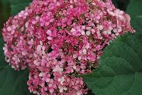 Incrediball® Hydrangea arborescens Blush -- From Proven Winners® Spring Trials 2016: Huge pink blooms that age to attractive green.  Native.  Zones 3a-9b.  Height:48-60 inches.  Spread: 48-60 Inches. Full Sun.  Sturdy Stems.  Mounded Habit. 'NCHA4'  USPPAF.  CanPBRAF.