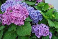 Let's Dance® Hydrangea macrophylla Rhythmic Blue™ -- From Proven Winners® Spring Trials 2016: One of our strongest rebloomers.  Distinctive geometric-shaped florets.  Closely packed, richly colored mophead flowers.  Reliable blooms on sturdy stems.  Easy shift from pink to rich blue by adjusting soil pH.   Zones 5a-9b.  Height:24-36 inches.  Spread: 24-36 Inches. Part Sun to Sun.  Sturdy Stems.  Mounded Habit. 'SMHMES14'  USPPAF.  CanPBRAF.