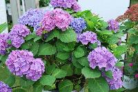 Let's Dance® Hydrangea macrophylla Rhythmic Blue™ -- From Proven Winners® Spring Trials 2016: One of our strongest rebloomers.  Distinctive geometric-shaped florets.  Closely packed, richly colored mophead flowers.  Reliable blooms on sturdy stems.  Easy shift from pink to rich blue by adjusting soil pH.   Zones 5a-9b.  Height:24-36 inches.  Spread: 24-36 Inches. Part Sun to Sun.  Sturdy Stems.  Mounded Habit. 'SMHMES14'  USPPAF.  CanPBRAF.