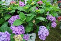 Let's Dance® Hydrangea macrophylla Rhythmic Blue™ -- From Proven Winners® Spring Trials 2016: One of our strongest rebloomers.  Distinctive geometric-shaped florets.  Closely packed, richly colored mophead flowers.  Reliable blooms on sturdy stems.  Easy shift from pink to rich blue by adjusting soil pH.   Zones 5a-9b.  Height:24-36 inches.  Spread: 24-36 Inches. Part Sun to Sun.  Sturdy Stems.  Mounded Habit. 'SMHMES14'  USPPAF.  CanPBRAF.