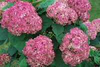 Invincibelle® Hydrangea arborescens Ruby -- From Proven Winners® Spring Trials 2016: Reliable dark burgundy-pink flowers. Dark foliage and strong stems. Strong rebloomer.  Native.  Zones 3a-9b.  Height:24-36 inches.  Spread: 24-36 Inches. Full Sun.  'NCHA3'  USPP20765.  Can4159.