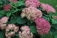 Invincibelle® Hydrangea arborescens Ruby -- From Proven Winners® Spring Trials 2016: Reliable dark burgundy-pink flowers. Dark foliage and strong stems. Strong rebloomer.  Native.  Zones 3a-9b.  Height:24-36 inches.  Spread: 24-36 Inches. Full Sun.  'NCHA3'  USPP20765.  Can4159.