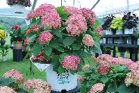 Invincibelle® Hydrangea arborescens Ruby -- From Proven Winners® Spring Trials 2016: Reliable dark burgundy-pink flowers. Dark foliage and strong stems. Strong rebloomer.  Native.  Zones 3a-9b.  Height:24-36 inches.  Spread: 24-36 Inches. Full Sun.  'NCHA3'  USPP20765.  Can4159.