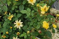 Oso Easy® Rosa Lemon Zest -- From Proven Winners® Spring Trials 2016: Bright, canary-yellow flowers with no fading.  Disease resistant.  Award of Excellence from American Rose Society.  Ideal in containers or landscapes.  Zones 4a-9b.  Height:24-48 inches.  Spread: 24-36 Inches. Full Sun.  'ChewHocan'.   Can5130.