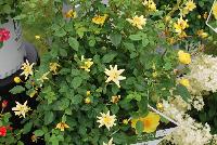 Oso Easy® Rosa Lemon Zest -- From Proven Winners® Spring Trials 2016: Bright, canary-yellow flowers with no fading.  Disease resistant.  Award of Excellence from American Rose Society.  Ideal in containers or landscapes.  Zones 4a-9b.  Height:24-48 inches.  Spread: 24-36 Inches. Full Sun.  'ChewHocan'.   Can5130.