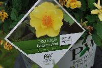 Oso Easy® Rosa Lemon Zest -- From Proven Winners® Spring Trials 2016: Bright, canary-yellow flowers with no fading.  Disease resistant.  Award of Excellence from American Rose Society.  Ideal in containers or landscapes.  Zones 4a-9b.  Height:24-48 inches.  Spread: 24-36 Inches. Full Sun.  'ChewHocan'.   Can5130.