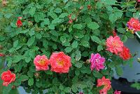Oso Easy® Rosa Mango Salsa -- From Proven Winners® Spring Trials 2016: Luscious, orange-pink blooms with glossy green foliage.  Disease resistant.  Mounded habit. Zones 4a-9b.  Height:24-36 inches.  Spread: 24-36 Inches. Full Sun.  'ChewperAdventure'.  USPP22190.  Can4688.